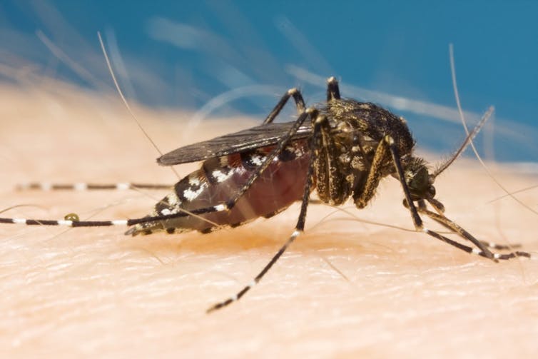 Will the arrival of El Niño mean fewer mosquitoes this summer?