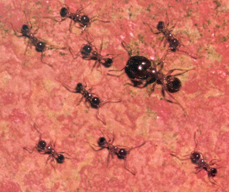 How we wiped out the invasive African big-headed ant from Lord Howe Island