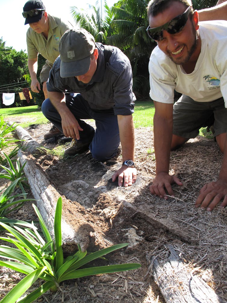 How we wiped out the invasive African big-headed ant from Lord Howe Island