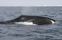 As Arctic ship traffic increases, narwhals and other unique animals are at risk