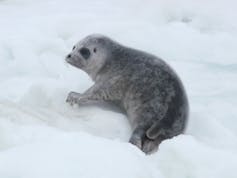 As Arctic ship traffic increases, narwhals and other unique animals are at risk