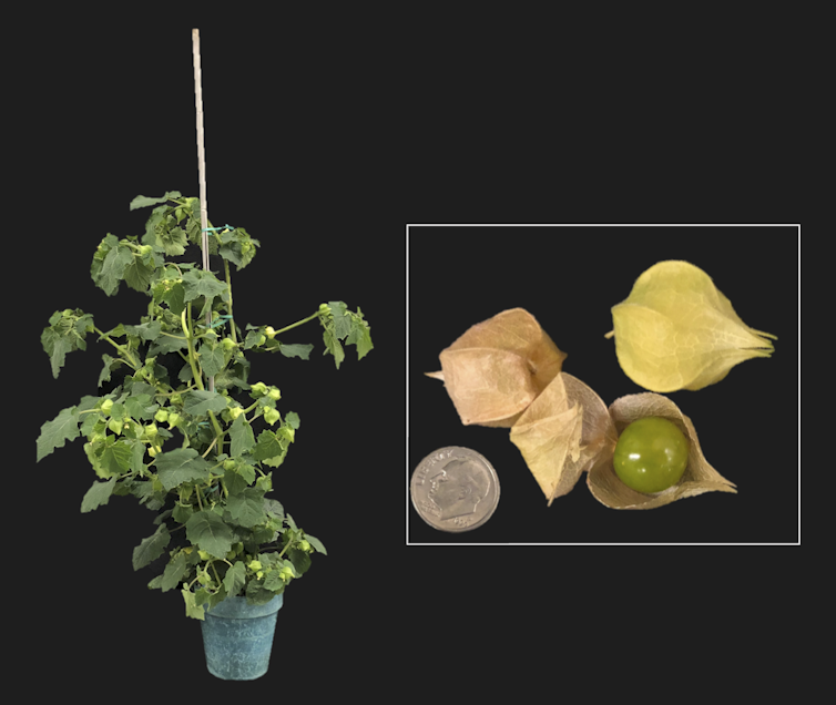 Skipping a few thousand years: Rapid domestication of the groundcherry using gene editing