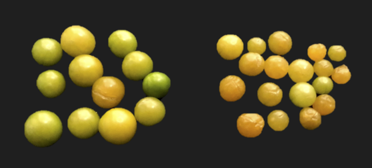 Skipping a few thousand years: Rapid domestication of the groundcherry using gene editing