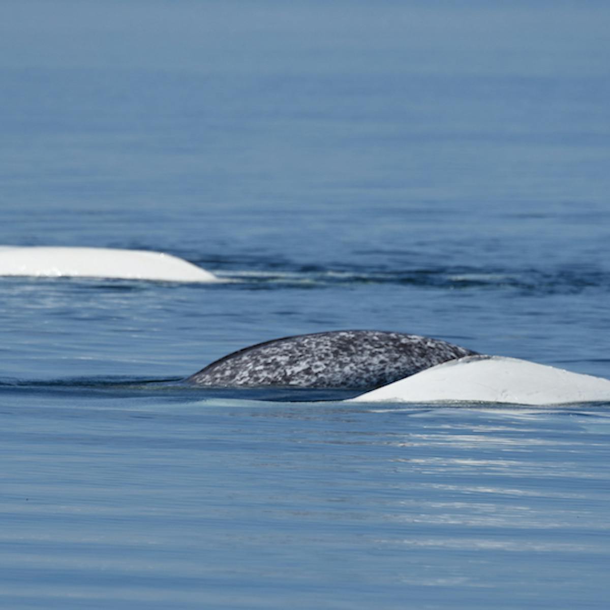 A Narwhal Frolics With The Belugas Why Interspecies Adoptions Happen