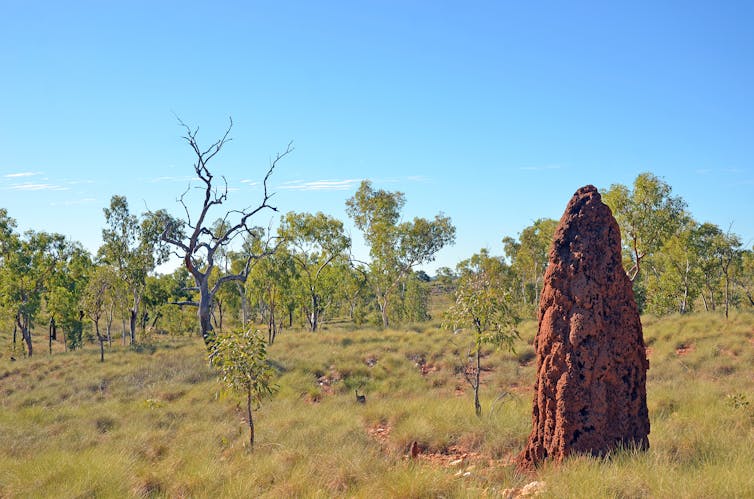 Climate change will make QLD's ecosystems unrecognisable – it's up to us if we want to stop that