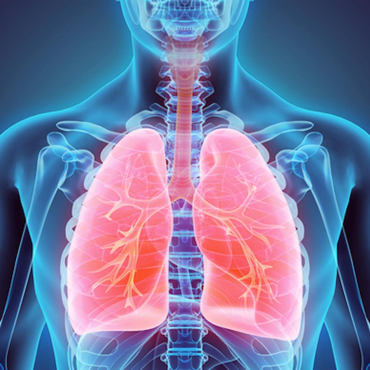 Your Lungs Are Really Amazing An Anatomy Professor Explains Why