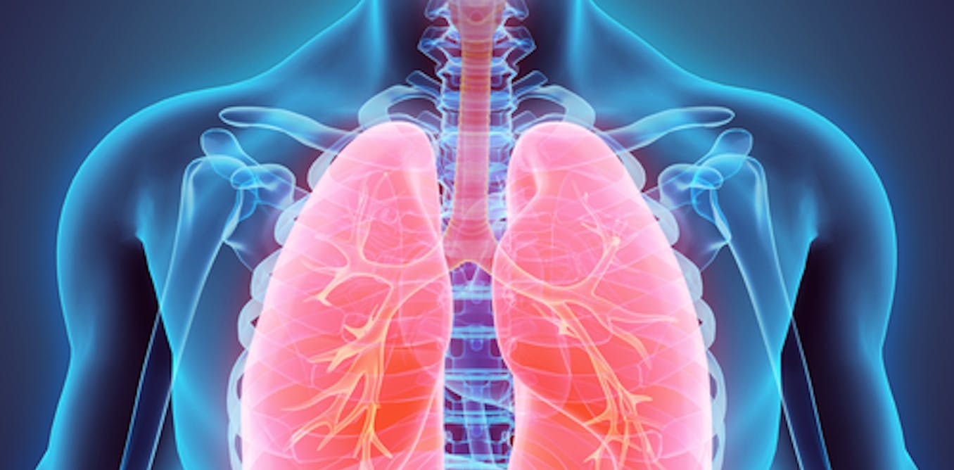 Your lungs are really amazing. An anatomy professor explains why