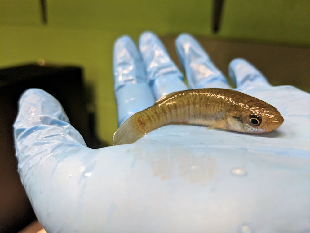Meet the famous mummichog: Model fish extraordinaire – Brighter World