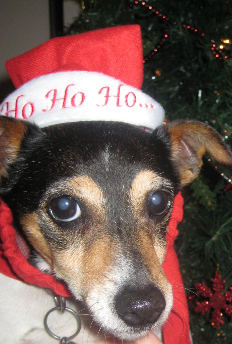 Yes, you can adopt a pet as a Christmas gift – so long as you do it correctly