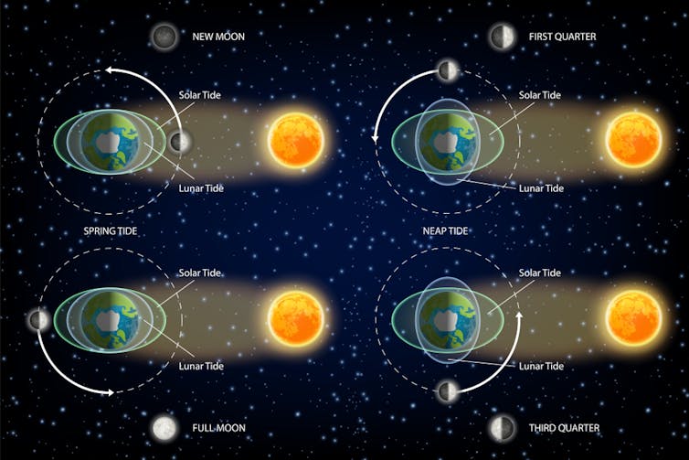 How does the Moon, being so far away, affect the tides on Earth?