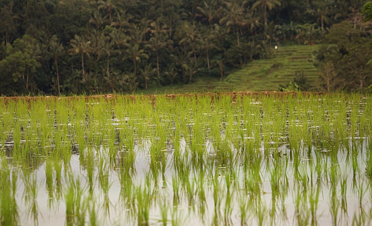 What is Japanese encephalitis virus and how can I avoid it when I travel?