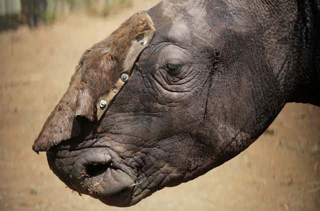 China's legalisation of rhino horn trade: disaster or opportunity?