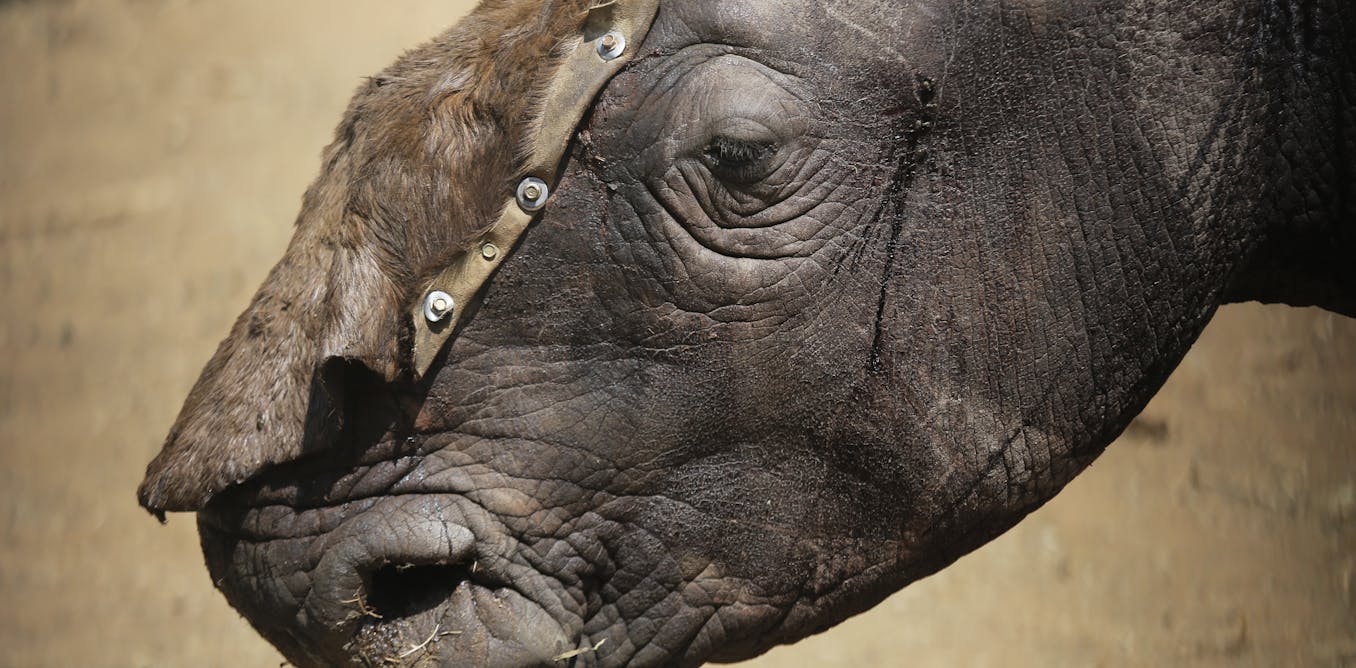 China's legalisation of rhino horn trade: disaster or opportunity?