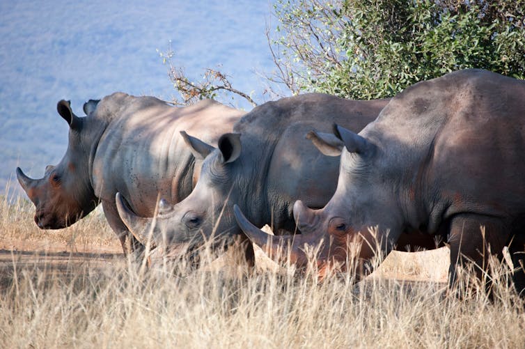 China's legalisation of rhino horn trade: disaster or opportunity?