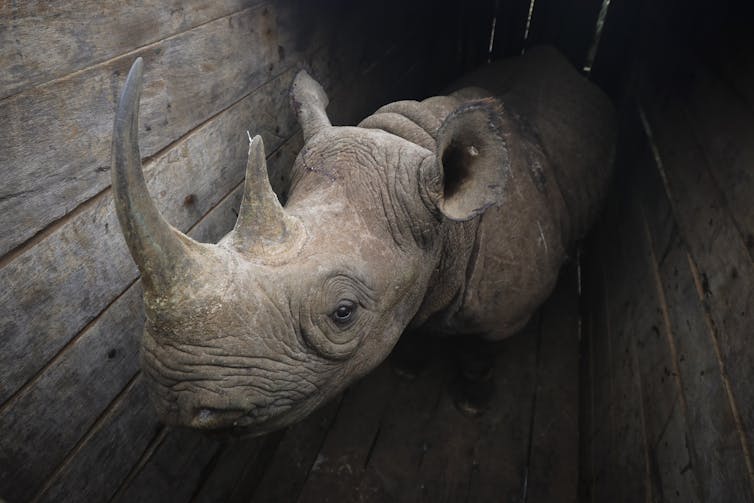 China's legalisation of rhino horn trade: disaster or opportunity?