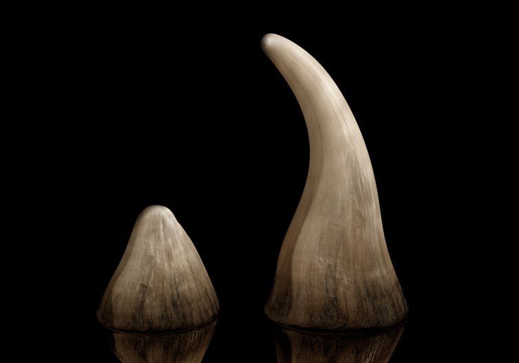 China's legalisation of rhino horn trade: disaster or opportunity?