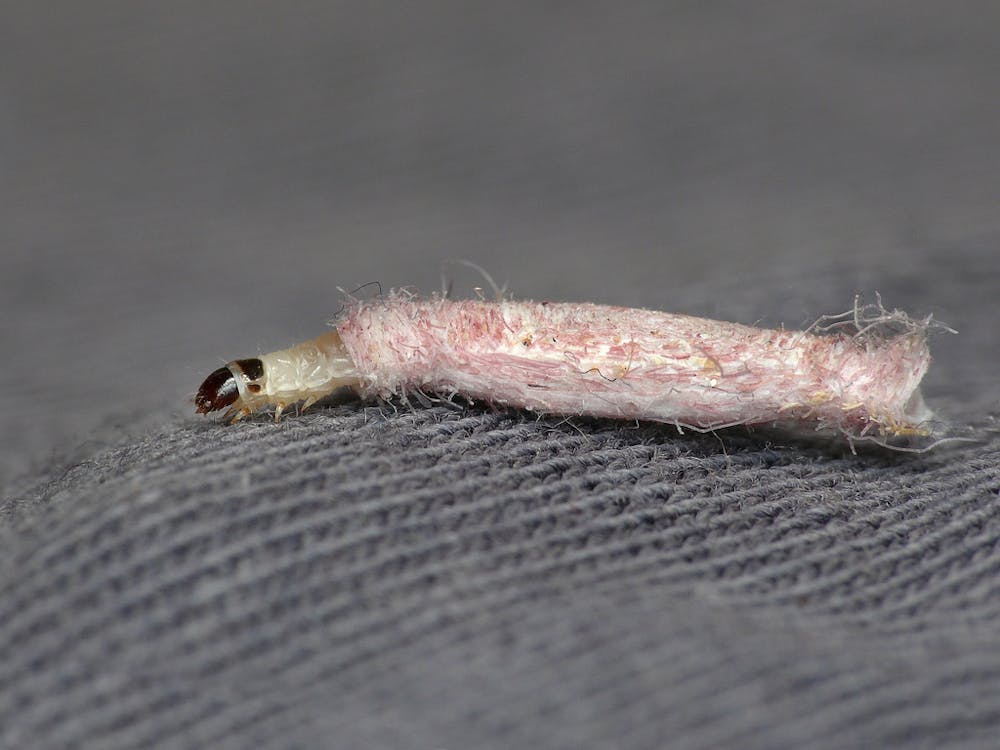Curious Kids Why Do Moths Eat Our Clothes The Conversation Abc Education Http Education Abc Net Au Newsandarticles Blog B 3018812 Curious Kids Why Do Moths Eat Our Clothes Null