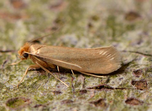 How do moths eat our clothes?