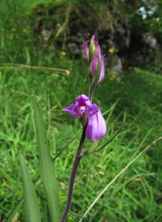 Partial mycoheterotrophs: The green plants that feed on fungi