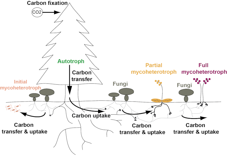 Partial mycoheterotrophs: The green plants that feed on fungi