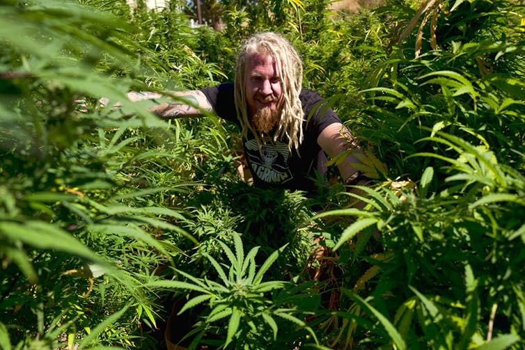 Can artisanal weed compete with 'Big Marijuana'?