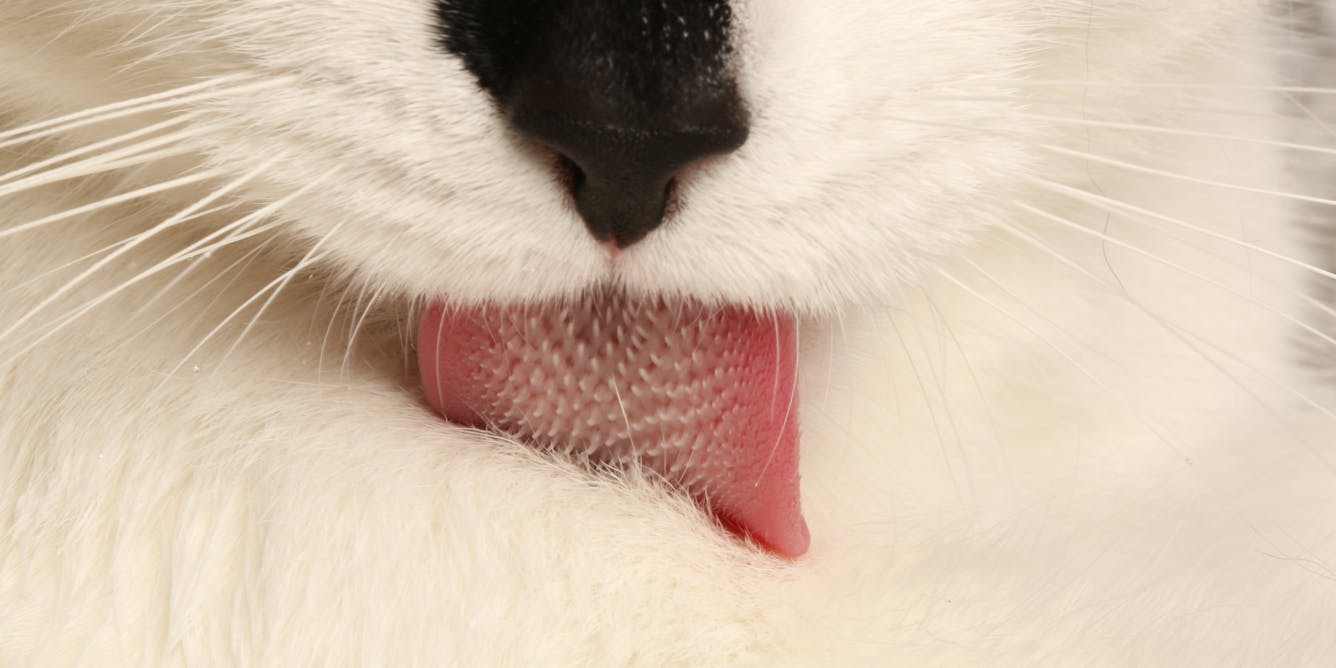 Cool For Cats That Spiny Tongue Does More Than Keep A Cat Well Groomed
