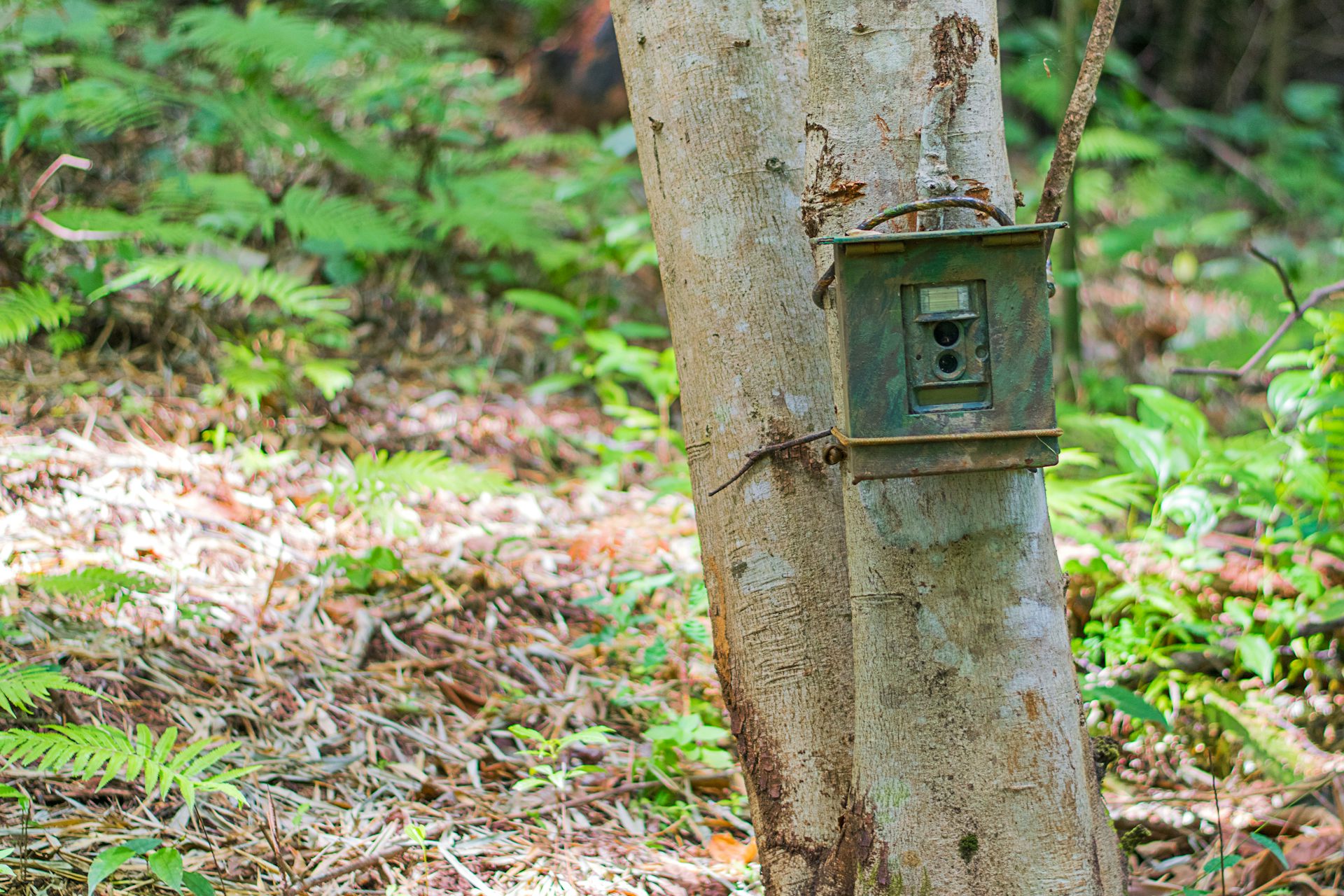 wildlife cctv