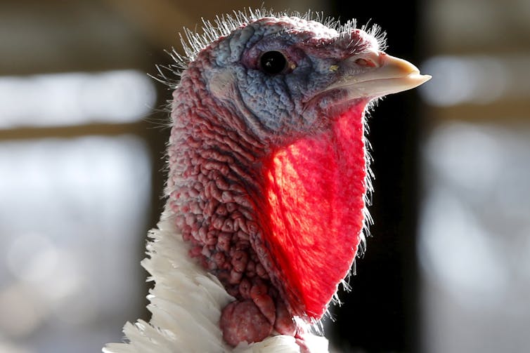 An economist talks turkey: 5 facts about Thanksgiving pricing