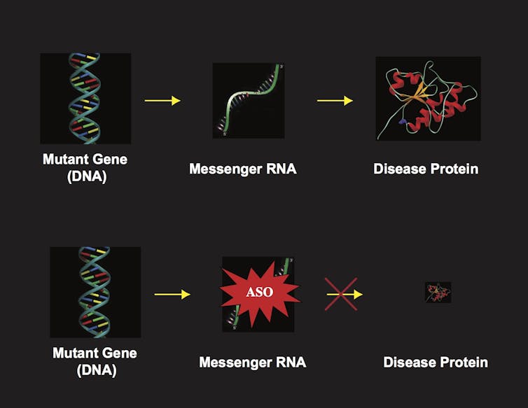 Drug treatment targets mutant proteins to stop neurodegenerative diseases