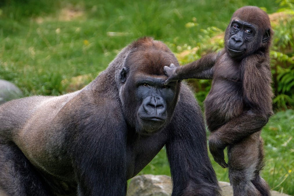 The more male gorillas look after young, the more young they're ...