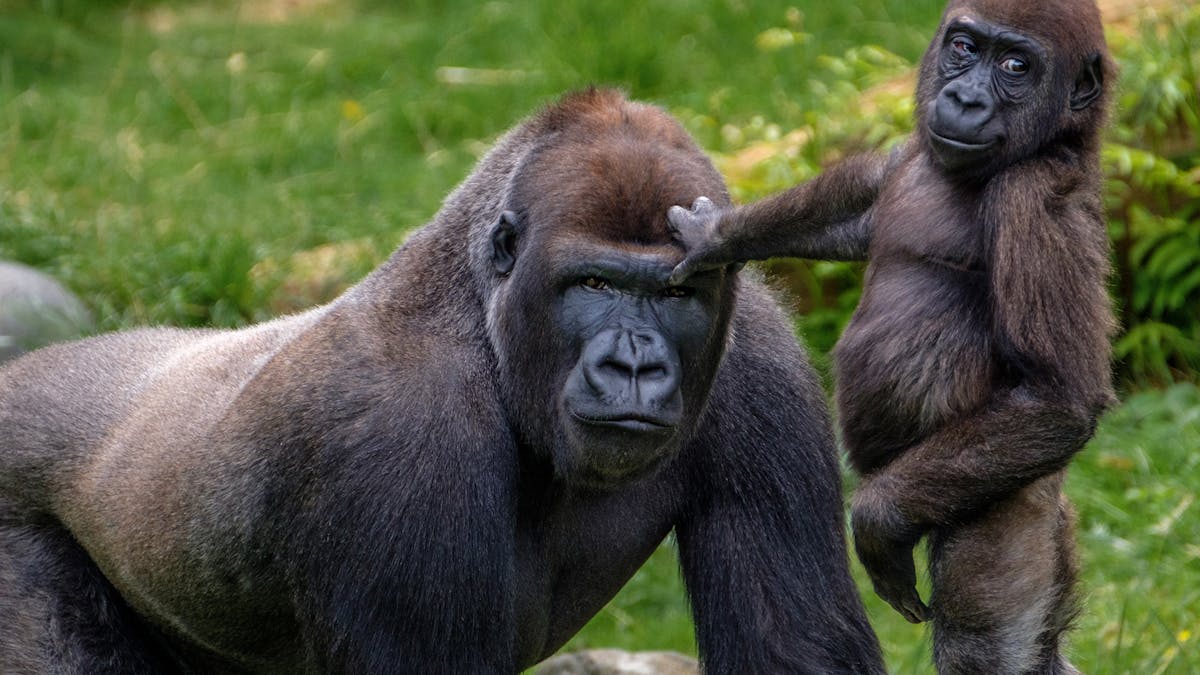The more male gorillas look after young, the more young they're ...