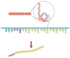 Drug treatment targets mutant proteins to stop neurodegenerative diseases