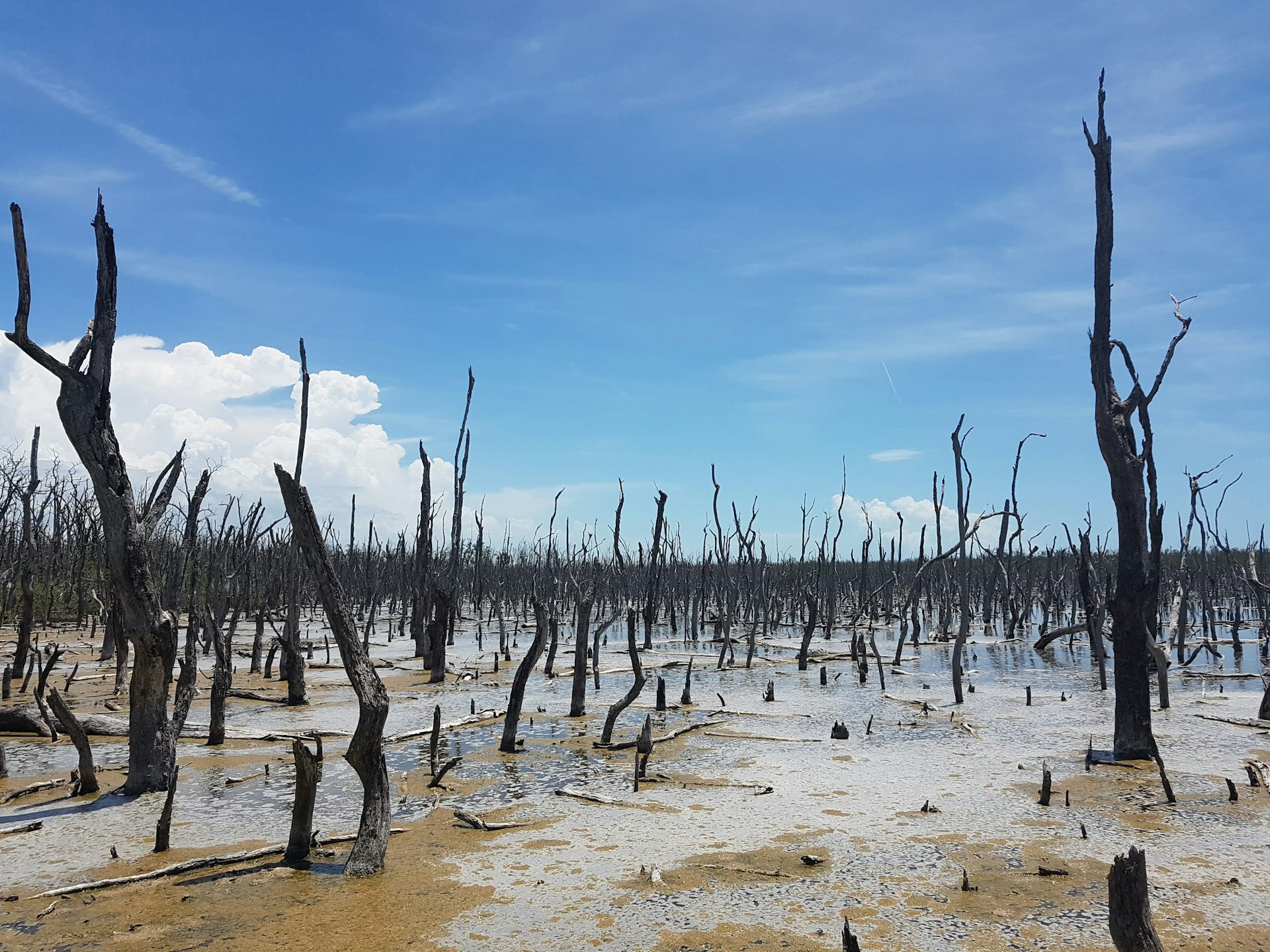 Mangrove Forests Can Rebound Thanks To Climate Change – It's An ...