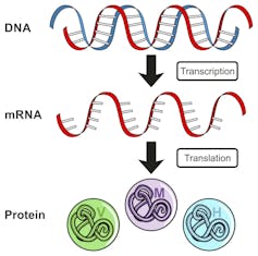 Drug treatment targets mutant proteins to stop neurodegenerative diseases