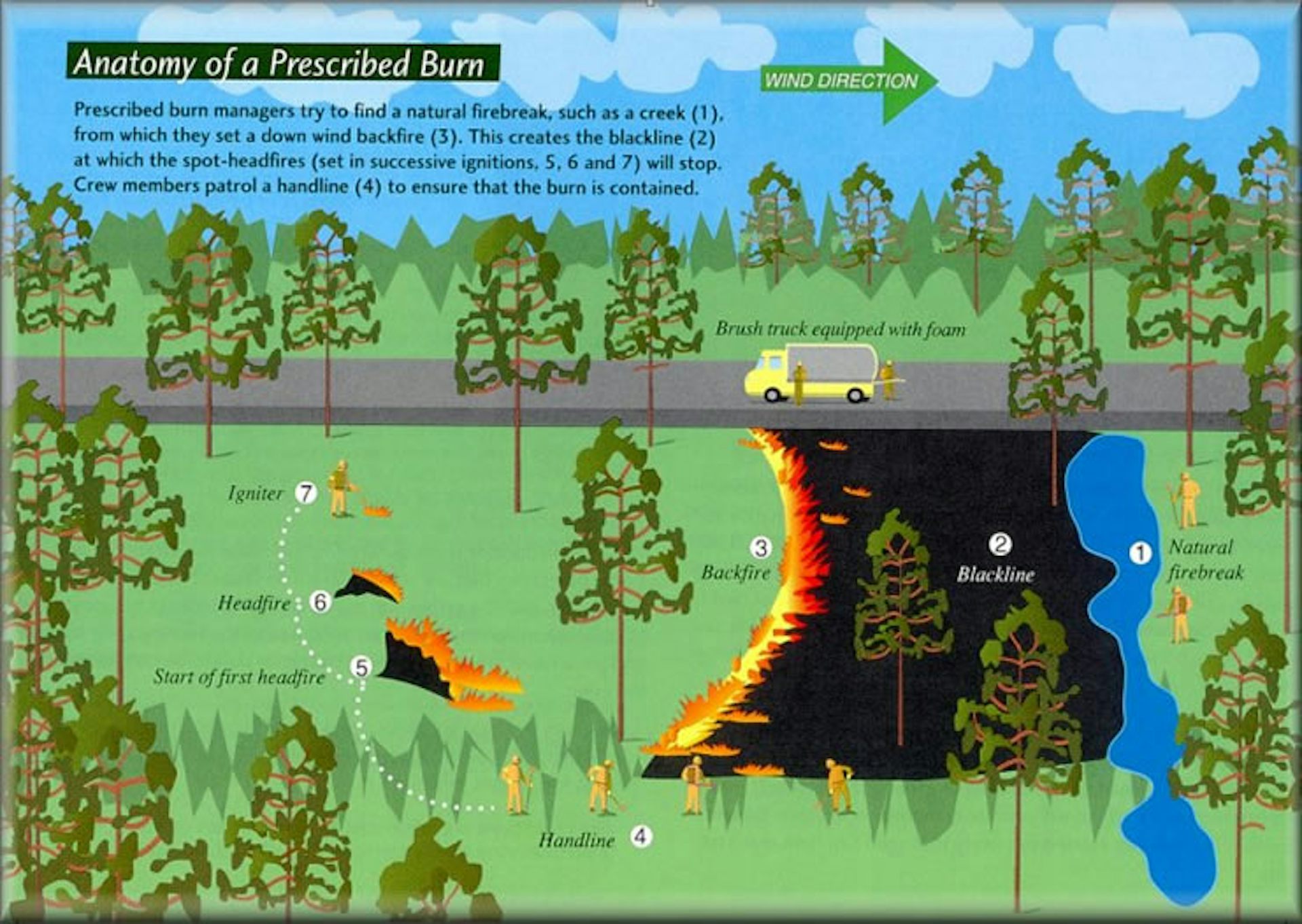 Better Forest Management Won't End Wildfires, But It Can Reduce The ...