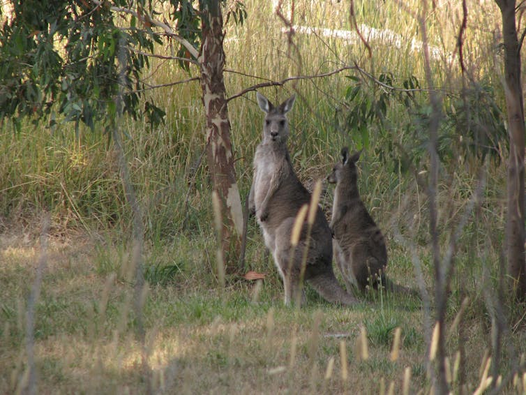 How Australian wildlife spread and suppress Ross River virus