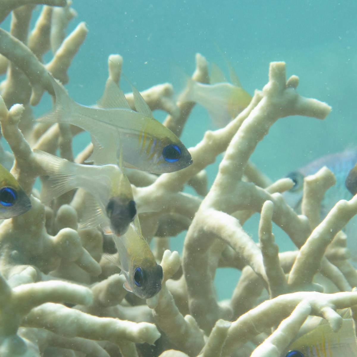 Australian endangered species: Fire corals Australian endangered species: Fire corals