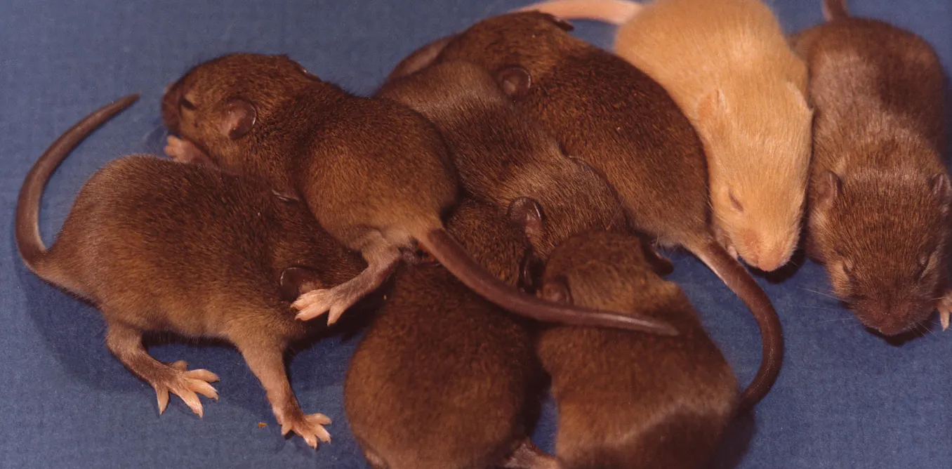 Individus, qui êtes-vous