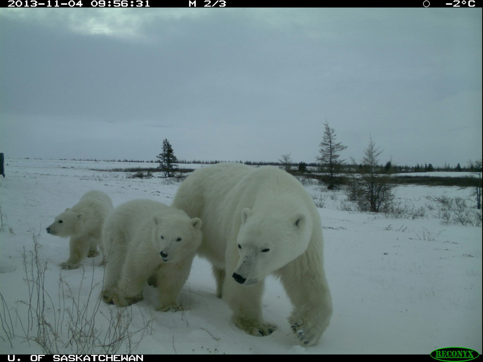 We Found Grizzly Black And Polar Bears Together For The