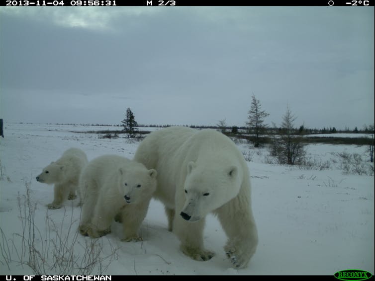 polar bears Wapusk National Park