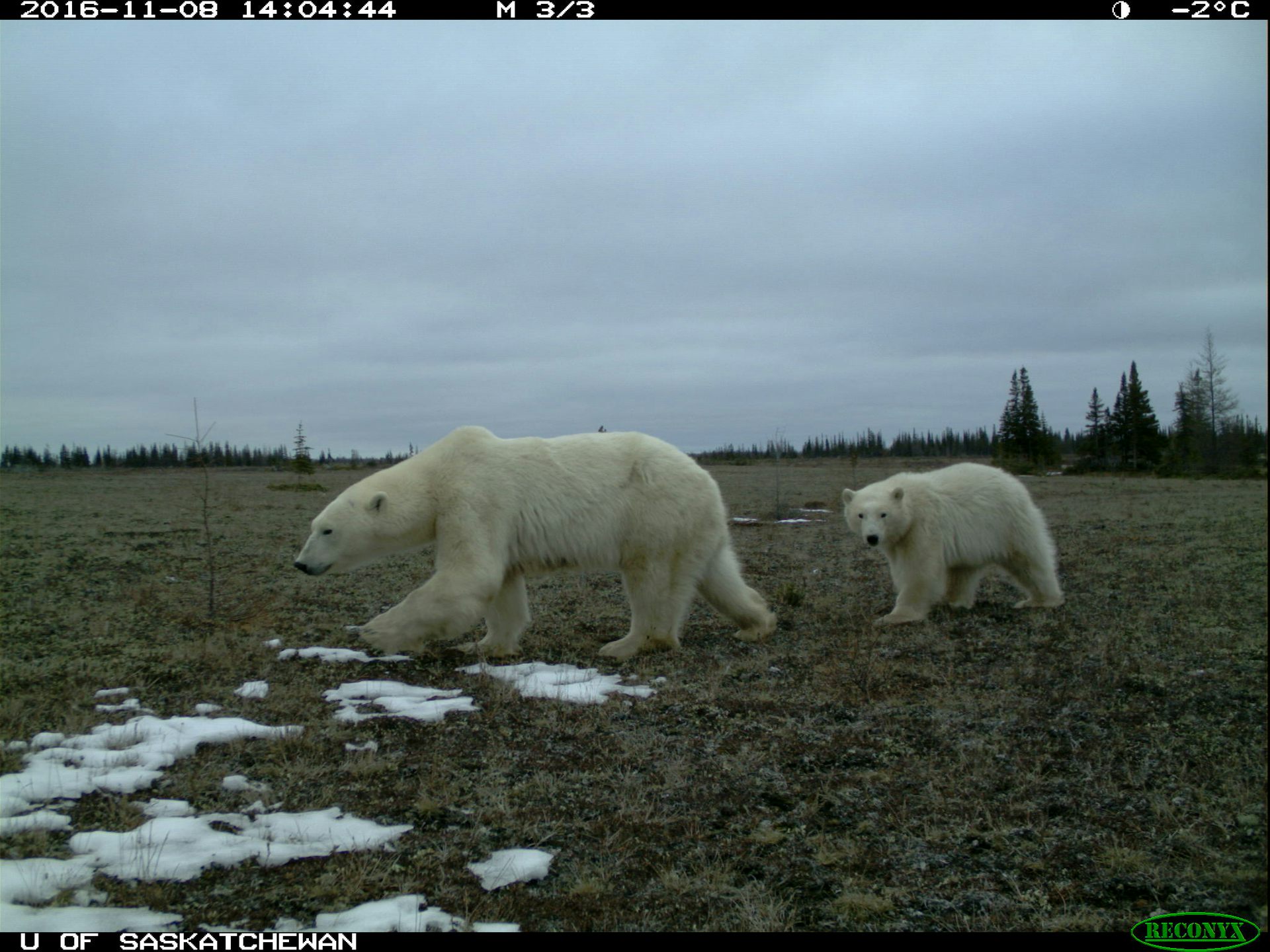 We Found Grizzly Black And Polar Bears Together For The