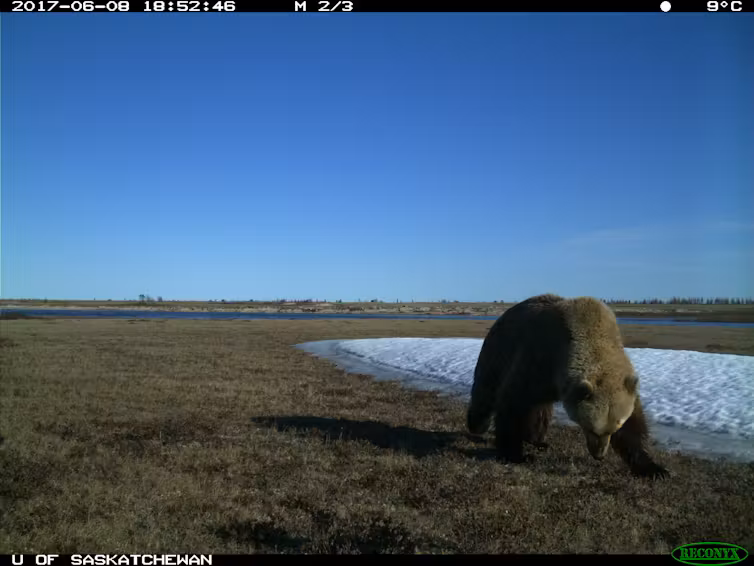 We Found Grizzly Black And Polar Bears Together For The