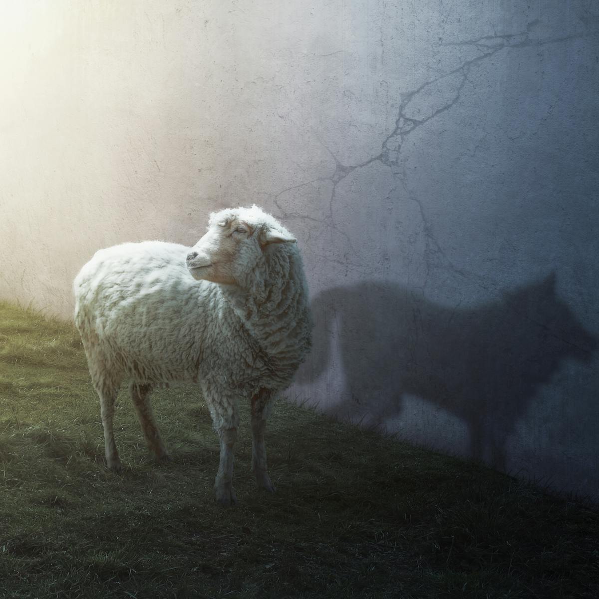 a wolf in sheep s clothing disruption