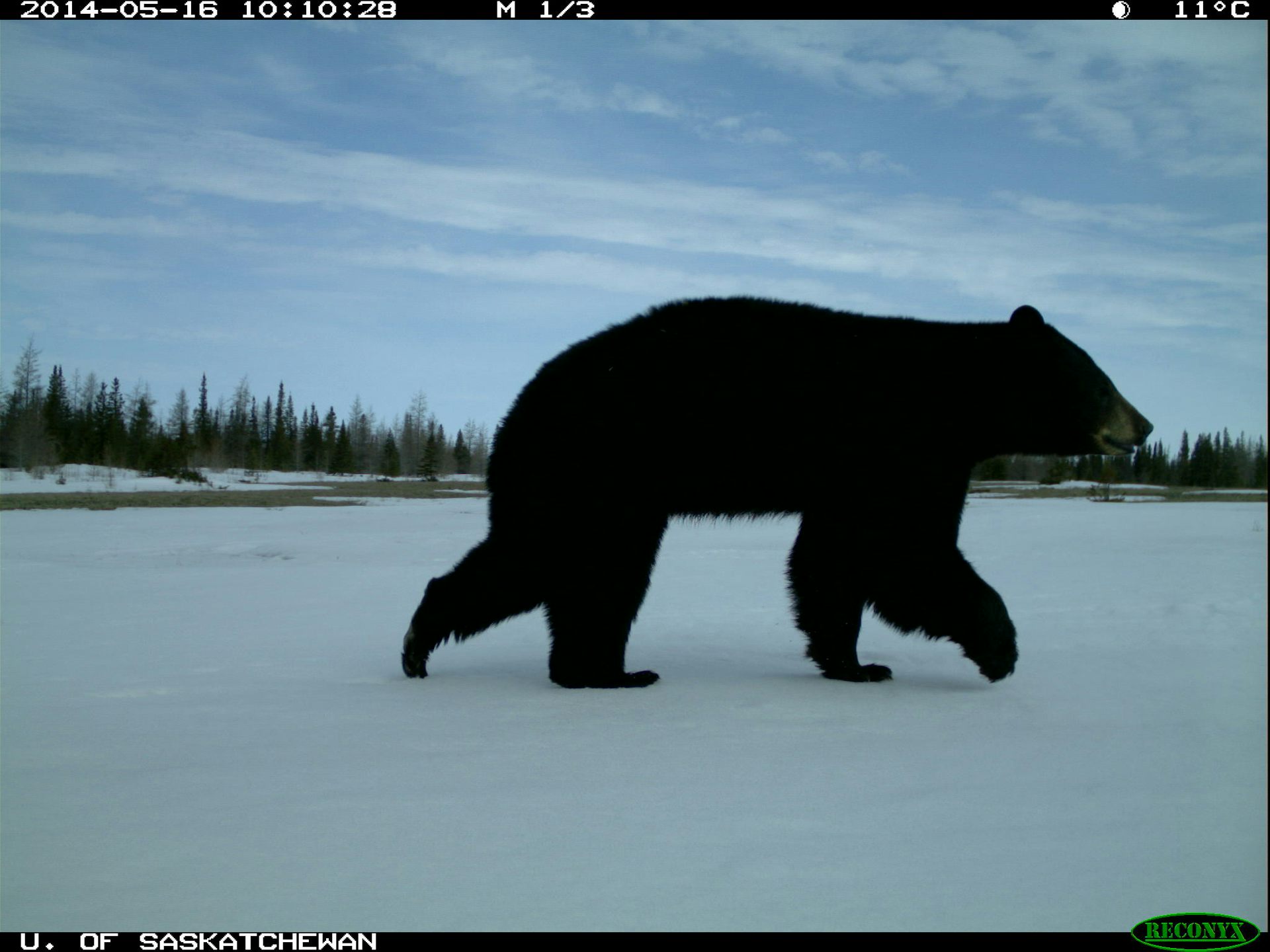 Black bears boreal forest Wapusk National Park.