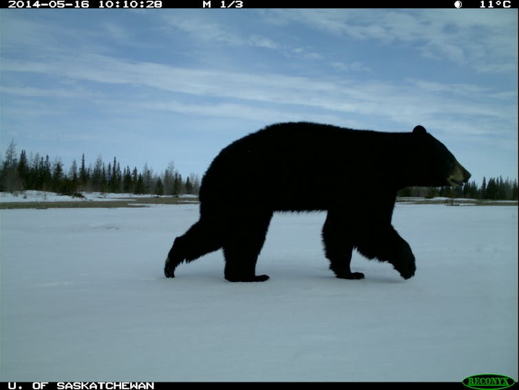 Black bears boreal forest Wapusk National Park.