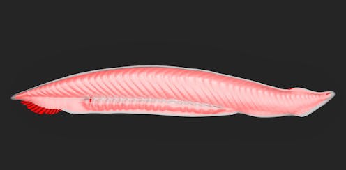 It looks like an anchovy fillet but this ancient creature helps us understand how DNA works