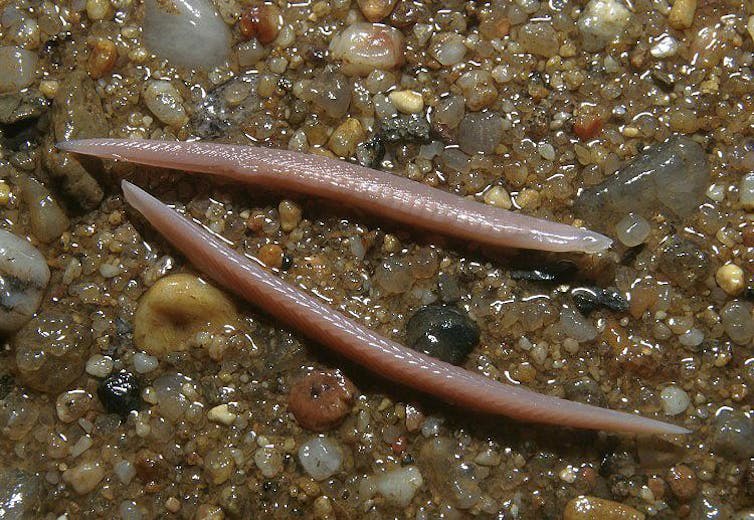 It looks like an anchovy fillet but this ancient creature helps us understand how DNA works