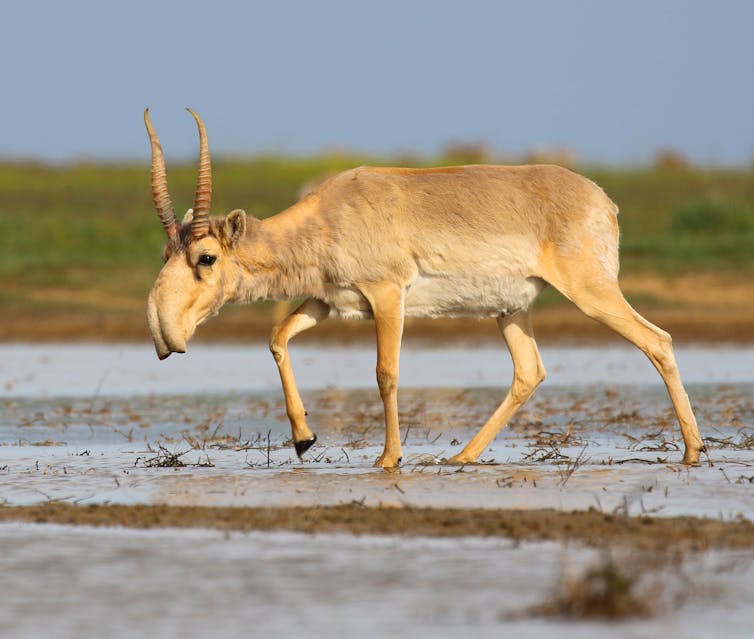 How a change in climate wiped out the 'Siberian unicorn'