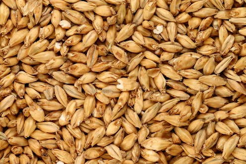 Barley is not a random choice – here's the real reason China is taking on Australia over dumping