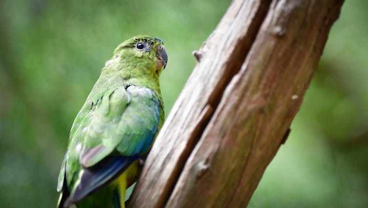 For the first time we've looked at every threatened bird in Australia side-by-side